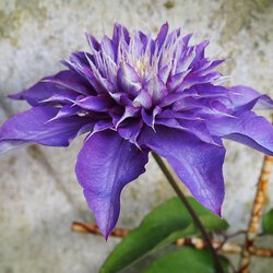 Clematis II